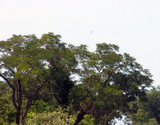 Trees