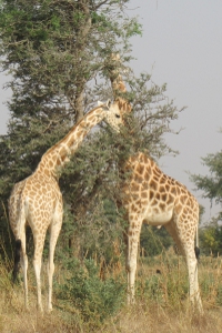 West African giraffe, by Yann Fauché and Alma Mulalic (Own work) [CC-BY-SA-3.0 (http://creativecommons.org/licenses/by-sa/3.0)], via Wikimedia Commons