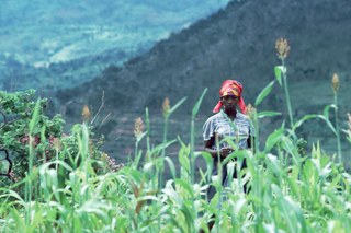 A field in Rwanda