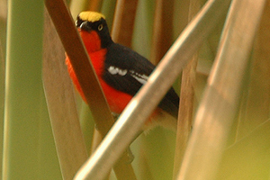 Papyrus Gonolek, by Tom Tarrant (Own work) [CC-BY-SA-3.0 (http://creativecommons.org/licenses/by-sa/3.0)], via Wikimedia Commons