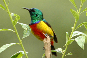 Regal sunbird, Aviceda at en.wikipedia [CC-BY-SA-3.0 (http://creativecommons.org/licenses/by-sa/3.0)], from Wikimedia Commons