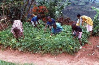 Working the land in Rwanda