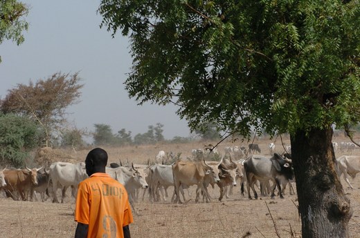 Farming cattle Farming cattle