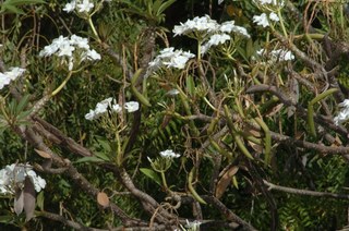 Flowers and greenery