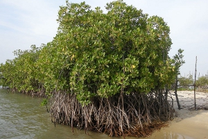 Mangrove, by Ji-Elle (Own work) [Public domain], via Wikimedia Commons