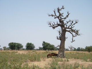 Senegal wildlife and climate