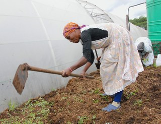 Farming in Pietermaritzburg