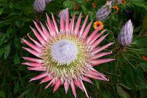King protea, by Winfried Bruenken (Amrum) (Own work) [CC-BY-SA-2.5 (http://creativecommons.org/licenses/by-sa/2.5)], via Wikimedia Commons