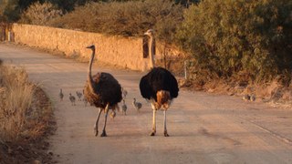 Ostriches on the road