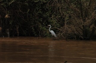 A bird on the side of the River Nile A bird on the side of the River Nile