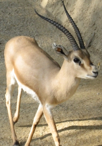 Slender-horned gazelle, by FisherQueen (Own work) [GFDL (http://www.gnu.org/copyleft/fdl.html) or CC-BY-SA-3.0 (http://creativecommons.org/licenses/by-sa/3.0/)], via Wikimedia Commons