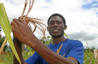 A man working in a grain field