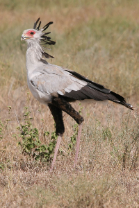 Secretary bird, by Yoky (Own work) [GFDL (http://www.gnu.org/copyleft/fdl.html) or CC-BY-SA-3.0-2.5-2.0-1.0 (http://creativecommons.org/licenses/by-sa/3.0)], via Wikimedia Commons