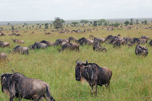 Serengeti, by Harvey Barrison from Massapequa, NY, USA [CC-BY-SA-2.0 (http://creativecommons.org/licenses/by-sa/2.0)], via Wikimedia Commons