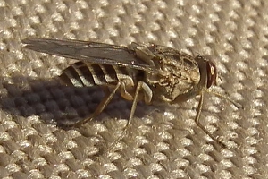 Tsetse fly, by Nevit Dilmen (Own work) [CC-BY-SA-3.0 (http://creativecommons.org/licenses/by-sa/3.0)], via Wikimedia Commons