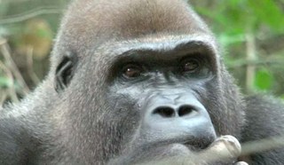 Gorilla Gorilla