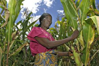 A woman working in a field