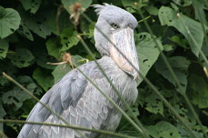 Shoebill stork, by Eric Inafuku (originally posted to Flickr as Shoebill Stork) [CC-BY-2.0 (http://creativecommons.org/licenses/by/2.0)], via Wikimedia Commons