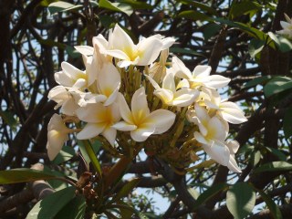 Frangipani flowers