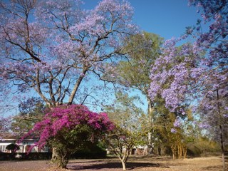 Jaracanda trees