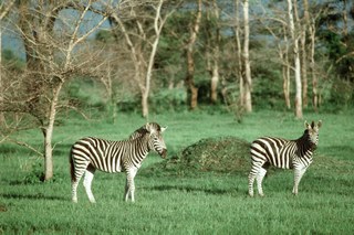 Zebra on grasslands, Zimbabwe